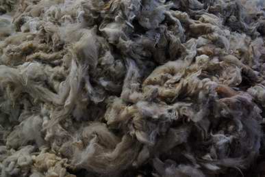 Alpaca wool