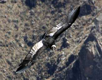 Condor