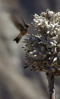 Giant humming bird