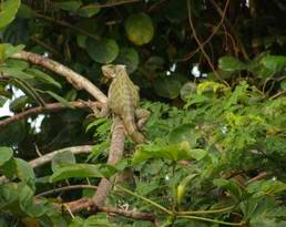 Iguana