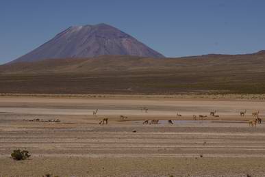 Vicuna grazing