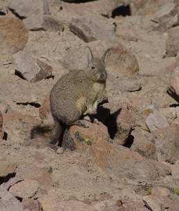 Viscacha