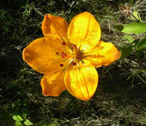 Lily