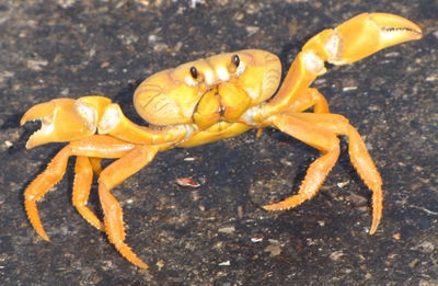 crab