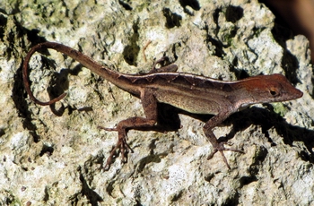 Lizard