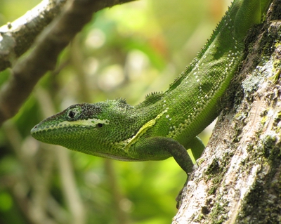 Lizard on tree