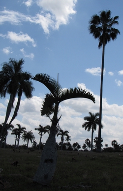 Palms