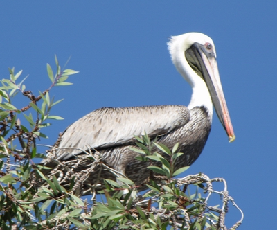 Pelican