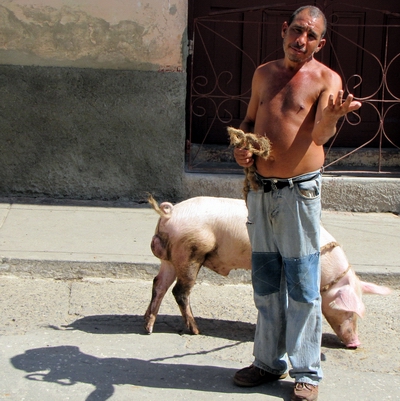 walking the pig