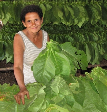 Tobacco worker threading leaves for drying
