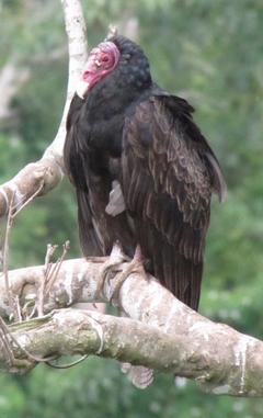 Turkey Vulture