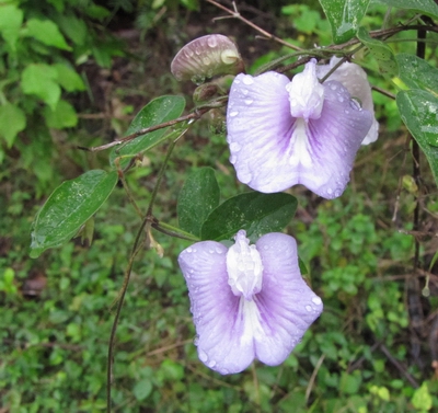 wet flowers