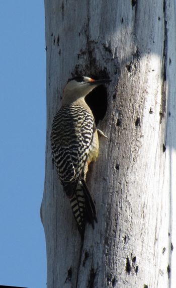woodpecker