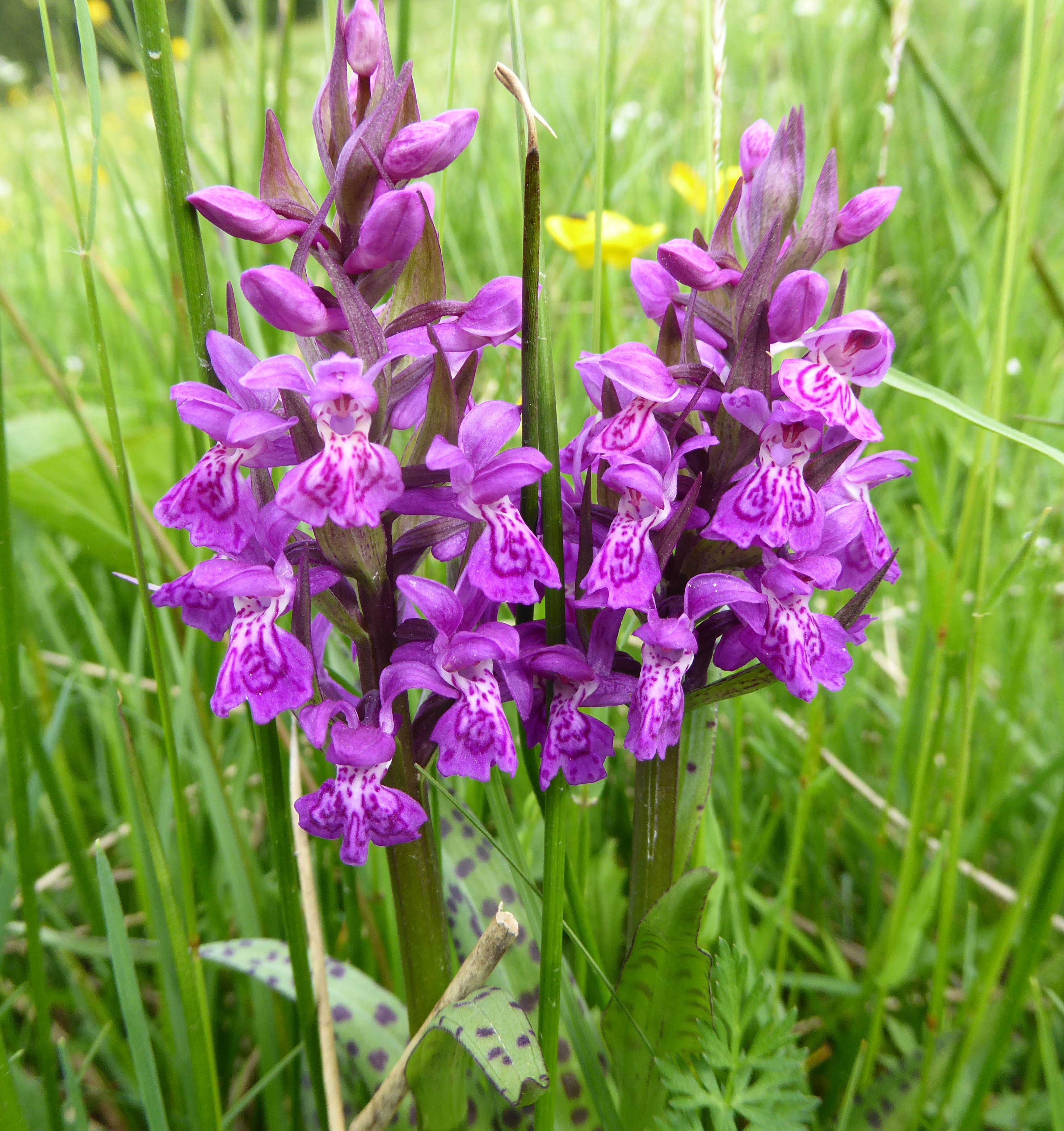 Common Spotted Orchids