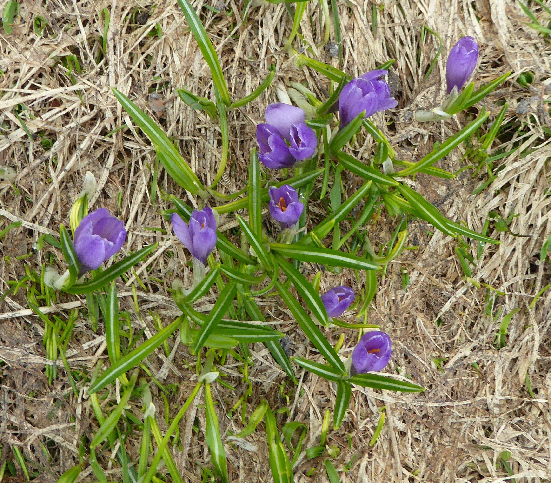 Purple crocuses