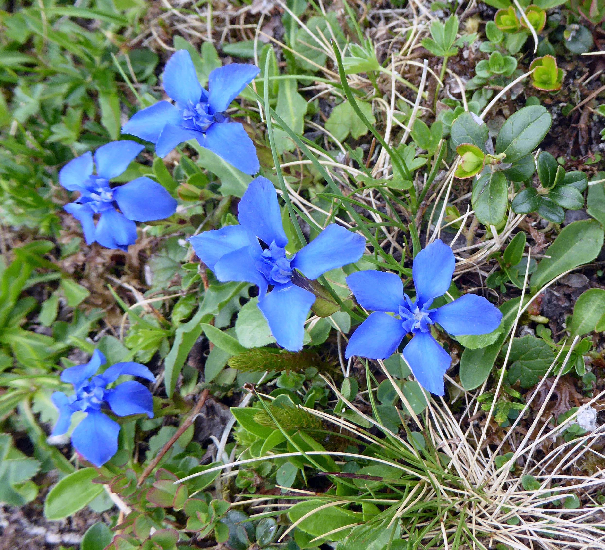 Spring Gentians