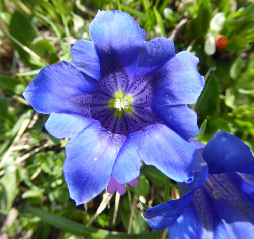 Trumpet Gentian