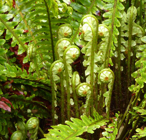 Fern