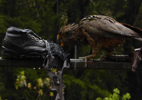  A kea