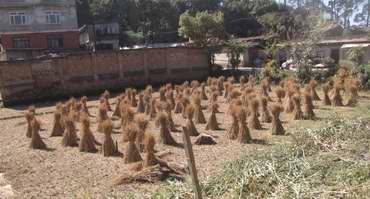 stooks drying