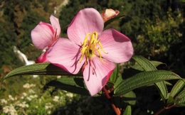 Osbeckia