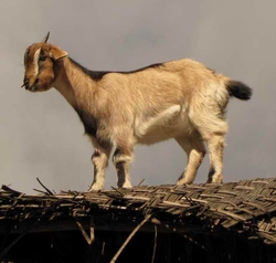 goat on roof
