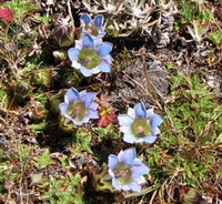 Gentians