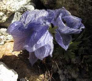 Delphiniums