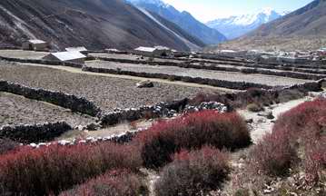 fields near Dingpoche