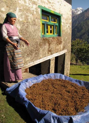 Farmwife with drying tea