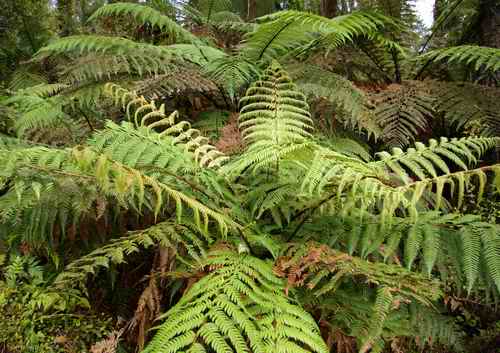 Tree ferns