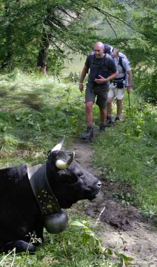 cow on the path