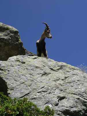Ibex above the path