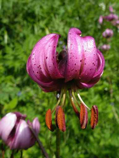 Detail of lily flower
